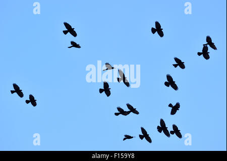 Alpine Alpenkrähe / Yellow-billed Nebelkrähen (Pyrrhocorax Graculus) flock im Flug Stockfoto