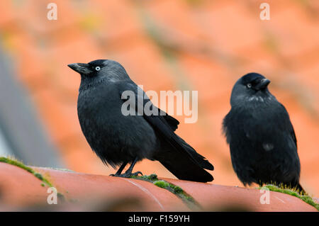 Zwei Western Dohlen / Europäische Dohle (Corvus Monedula / Coloeus Monedula) thront auf Dachziegel des Hauses Stockfoto