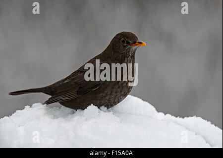 Amsel / eurasische Amsel (Turdus Merula) weiblich im Schnee im Winter Stockfoto