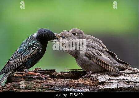 Zwei gemeinsame Stare / Europäische Star (Sturnus Vulgaris) die Jungvögel gefüttert von Elternteil im Frühjahr Stockfoto