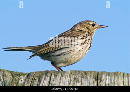 Wiese Pieper (Anthus Pratensis) Nahaufnahme portrait Stockfoto