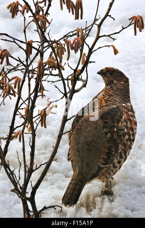 Haselhuhn / Hasel Henne (Tetrastes Bonasia / Bonasa Bonasia) Essen männliche Kätzchen von gemeinsamen Hasel (Corylus Avellana) im Schnee Stockfoto