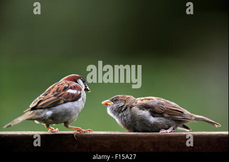 Männliche gemeinsame Spatz / Haus Spatz (Passer Domesticus) und bettelnden Jungen auf hölzernen Gartenzaun Stockfoto