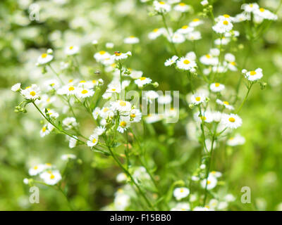 Dickicht der Blüten der Kamille Matricaria Chamomilla auf dem Rasen, fotografiert mit flachen Tiefenschärfe und ein verschwommenes Zeitmessung Stockfoto