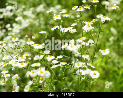 Unscharf gestellt und Unschärfe Sträuchern Kamille Blumen Matricaria Chamomilla auf dem Rasen, fotografiert mit geringer Tiefe des Fokus und ein blu Stockfoto