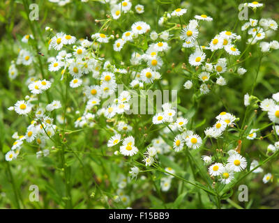 Sträuchern Kamille blüht Matricaria Chamomilla auf dem Rasen, mit geringer Tiefe des Fokus und der Hintergrund jedoch unscharf fotografiert Stockfoto