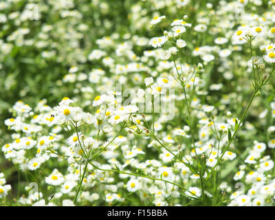 Grossfeld bewachsen mit kleinen weißen Daisy Blumen in grünen Rasen Closeup, scharfen Vordergrund und im Hintergrund unscharf Stockfoto