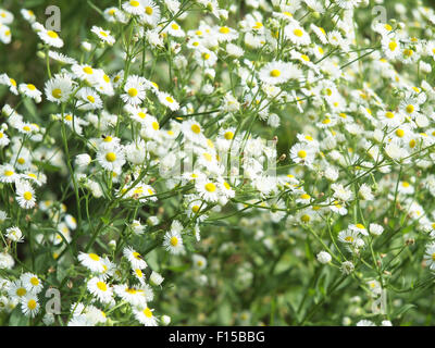 Grossfeld bewachsen mit kleinen weißen Daisy Blumen in grünen Rasen Closeup, scharfen Vordergrund und im Hintergrund unscharf Stockfoto