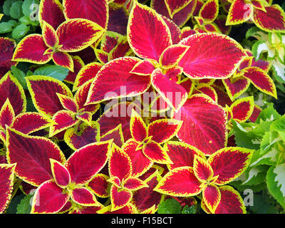 Rot Coleus Pflanzen mit gelben Rändern Closeup auf einem Blumenbeet Stockfoto