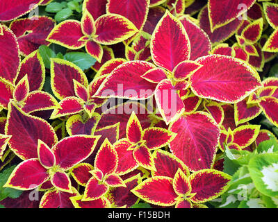 Red Buntnessel Pflanze mit gelben Rändern Closeup auf einem Blumenbeet, Ansicht von oben Stockfoto