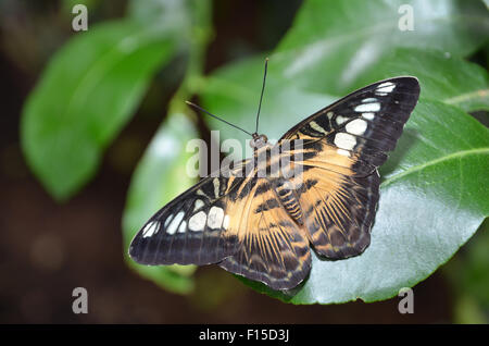 Parthenos Sylvia Brown Clipper Schmetterling Stockfoto