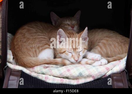 Fototermin für Friskies Pull ' n ' spielen essbare String Katze behandelt im Gansevoort Plaza wo statt: New York City, New York, USA bei: 26. Juni 2015 Stockfoto