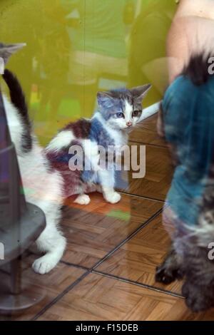 Fototermin für Friskies Pull ' n ' spielen essbare String Katze behandelt im Gansevoort Plaza wo statt: New York City, New York, USA bei: 26. Juni 2015 Stockfoto