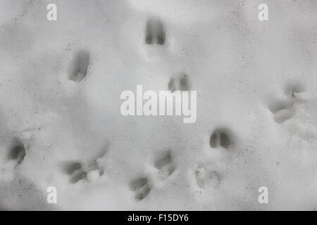 Gämse (Rupicapra Rupicapra Pyrenaica) HUF drucken Spuren im Schnee Stockfoto