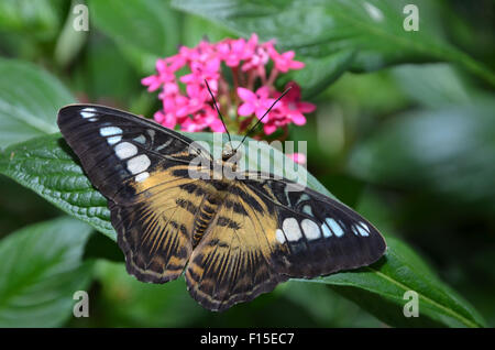 Parthenos Sylvia Brown Clipper Schmetterling Stockfoto