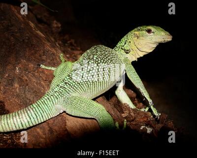 Smaragd Baumwaran (Varanus Prasinus), ursprünglich aus Neu-Guinea Stockfoto