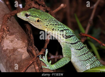 Smaragd Baumwaran (Varanus Prasinus), ursprünglich aus Neu-Guinea Stockfoto