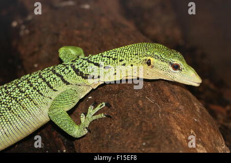 Asian Emerald Baumwaran (Varanus Prasinus), ursprünglich aus Neu-Guinea & Nord Torres-Strait-Inseln Stockfoto