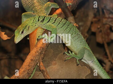 Smaragd Baumwaran (Varanus Prasinus), ursprünglich aus Neu-Guinea Stockfoto