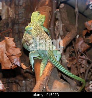 Smaragd Baumwaran (Varanus Prasinus), ursprünglich aus Neu-Guinea Stockfoto