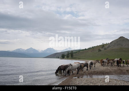 Pferde trinken aus einem See. Mongolische Pferde am See Hovsgol. Stockfoto