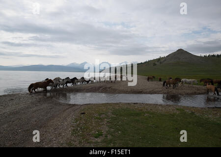 Pferde trinken aus einem See. Mongolische Pferde am See Hovsgol. Stockfoto