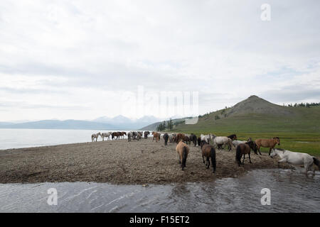 Pferde trinken aus einem See. Mongolische Pferde am See Hovsgol. Stockfoto