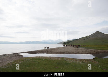 Pferde trinken aus einem See. Mongolische Pferde am See Hovsgol. Stockfoto