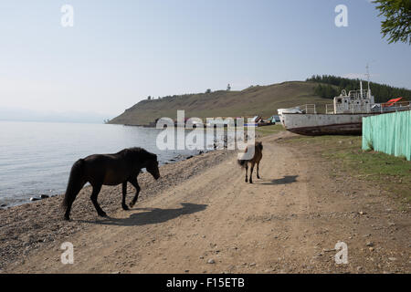 Pferde trinken aus einem See. Mongolische Pferde am See Hovsgol. Stockfoto