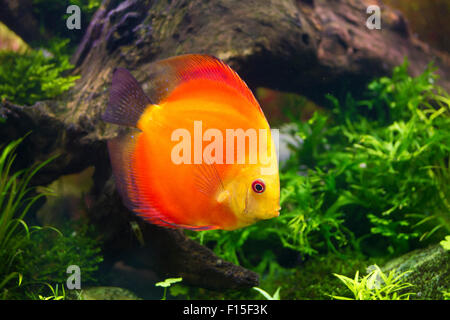 Diskusfische Schwimmen im Aquarium Tank, Symphysodon aequifasciatus Stockfoto