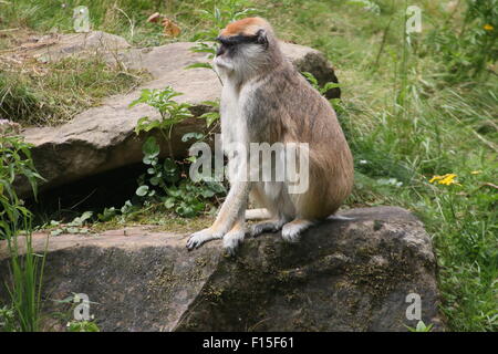 Afrikanische Bodenwohnung Patas Affe (Erythrocebus Patas), alias Husaren oder Wadi Affe Stockfoto