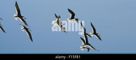 Niedrigen Winkel Ansicht der Herde von Möwen fliegen in den Himmel, Miami, Miami-Dade County, Florida, USA Stockfoto