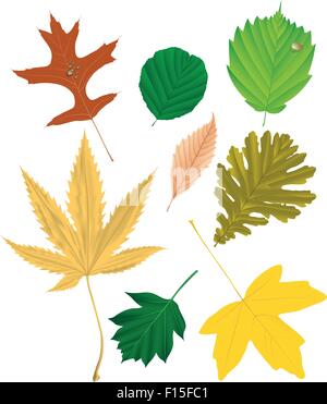Herbstkollektion Blatt, Vektor-illustration Stock Vektor