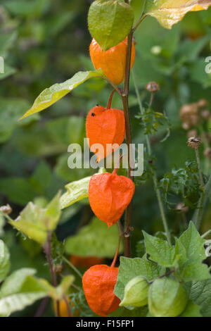 Physalis Alkekengi Franchetii, chinesische Lampions Stockfoto