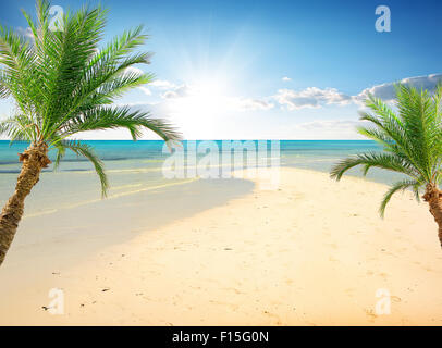 Palmen am Strand in der Nähe von Meer im sonnigen Tag Stockfoto