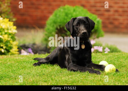 Schwarze Labrador Hund liegen auf dem Rasen mit Tennisbällen Stockfoto