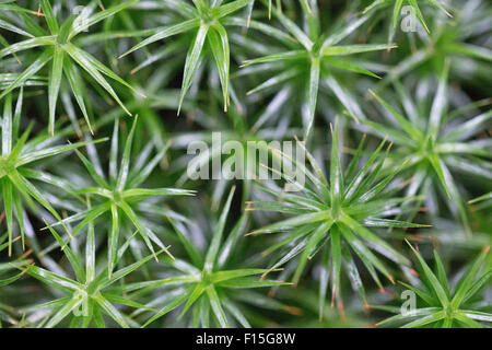 Wald-Moos-Nahaufnahme Stockfoto