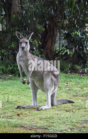 Östliche graue Känguru (Macropus Giganteus) im Regen in Australien. Stockfoto