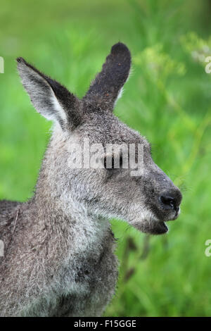 Östliche graue Känguru (Macropus Giganteus) im Regen in Australien. Stockfoto