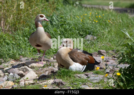 Ägyptische Gänse Alopochen Aegyptiaca am Ufer der Mosel River Deutschland männliche steht Wache über Weibchen mit Küken unter ihre Flügel Stockfoto