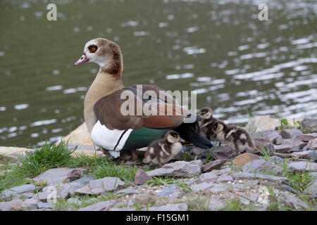 Weibliche ägyptische Gans Alopochen Aegyptiaca mit vier Gänsel an Ufern der Mosel River Deutschland Stockfoto