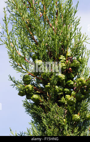 Reife Zapfen auf der schmalen, säulenförmigen Wachstum der italienische Zypresse, Cupressus sempervirens Stockfoto