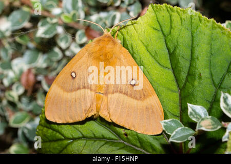 Erwachsenen Eiche Eggar Motte, Lasiocampa Quercus, ruht auf einem winterharte Begonie Blatt in einem Plymouth-Garten Stockfoto