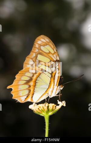 Flügelunterseiten des tropischen Malachit Schmetterlings, Siproeta Stelenes, bei einer Schmetterlingsfarm Stockfoto