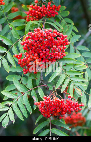 August Beeren von Rowan, Sorbus Aucuparia, eine native mit Zierwert UK Stockfoto