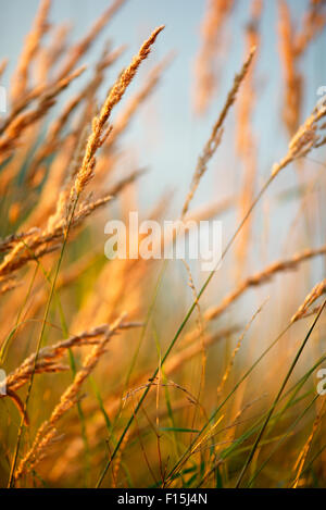 Rasen in der Sonne, geringe Schärfentiefe Stockfoto