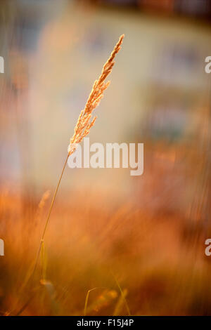 Rasen in der Sonne, geringe Schärfentiefe Stockfoto