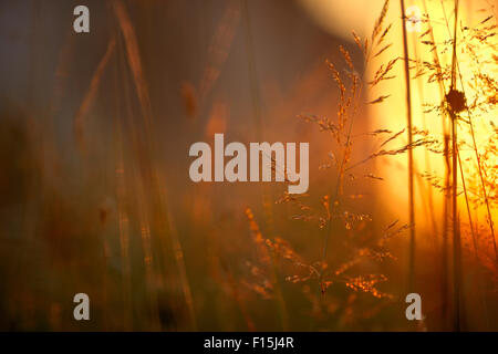 Rasen in der Sonne, geringe Schärfentiefe Stockfoto