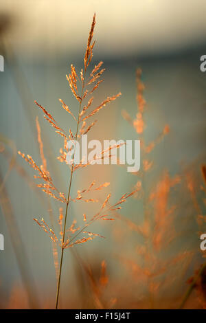 Rasen in der Sonne, geringe Schärfentiefe Stockfoto