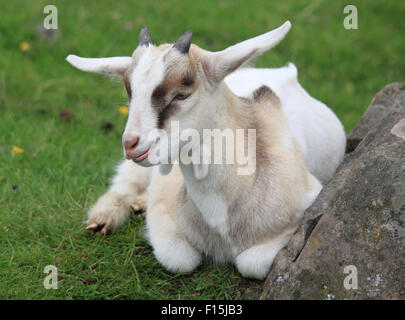 Ein niedliches Baby Ziege Verlegung auf dem Rasen neben einem Felsen Stockfoto